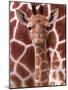 A Three Week Old Baby Giraffe at Whipsnade Wild Animal Park Pictured in Front of Its Mother-null-Mounted Photographic Print