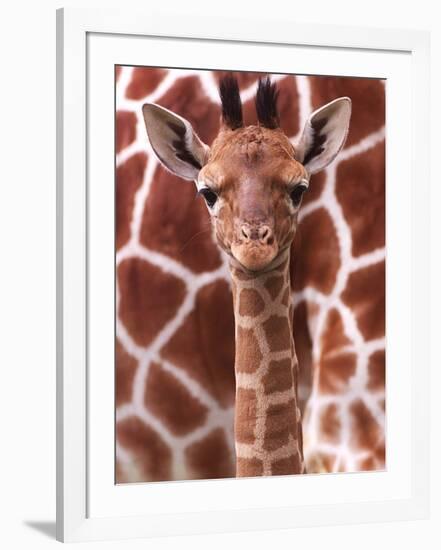 A Three Week Old Baby Giraffe at Whipsnade Wild Animal Park Pictured in Front of Its Mother-null-Framed Photographic Print