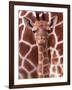 A Three Week Old Baby Giraffe at Whipsnade Wild Animal Park Pictured in Front of Its Mother-null-Framed Photographic Print