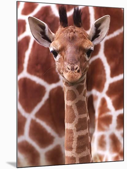 A Three Week Old Baby Giraffe at Whipsnade Wild Animal Park Pictured in Front of Its Mother-null-Mounted Photographic Print