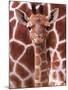 A Three Week Old Baby Giraffe at Whipsnade Wild Animal Park Pictured in Front of Its Mother-null-Mounted Photographic Print