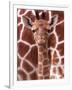 A Three Week Old Baby Giraffe at Whipsnade Wild Animal Park Pictured in Front of Its Mother-null-Framed Photographic Print