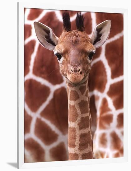 A Three Week Old Baby Giraffe at Whipsnade Wild Animal Park Pictured in Front of Its Mother-null-Framed Photographic Print