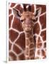 A Three Week Old Baby Giraffe at Whipsnade Wild Animal Park Pictured in Front of Its Mother-null-Framed Photographic Print