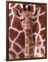 A Three Week Old Baby Giraffe at Whipsnade Wild Animal Park Pictured in Front of Its Mother-null-Framed Photographic Print