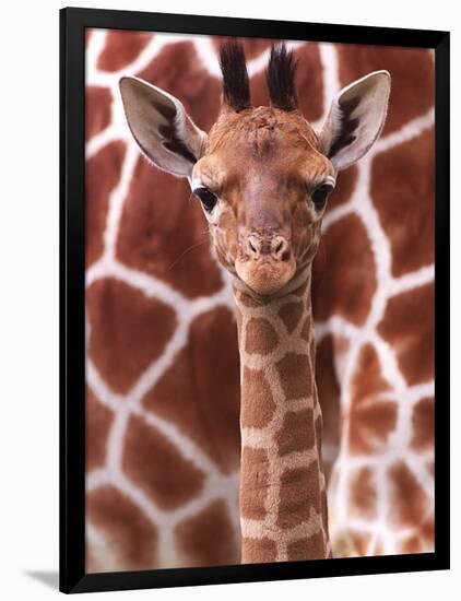 A Three Week Old Baby Giraffe at Whipsnade Wild Animal Park Pictured in Front of Its Mother-null-Framed Photographic Print