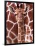 A Three Week Old Baby Giraffe at Whipsnade Wild Animal Park Pictured in Front of Its Mother-null-Framed Photographic Print