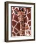 A Three Week Old Baby Giraffe at Whipsnade Wild Animal Park Pictured in Front of Its Mother-null-Framed Photographic Print