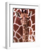 A Three Week Old Baby Giraffe at Whipsnade Wild Animal Park Pictured in Front of Its Mother-null-Framed Photographic Print