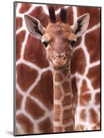 A Three Week Old Baby Giraffe at Whipsnade Wild Animal Park Pictured in Front of Its Mother-null-Mounted Photographic Print