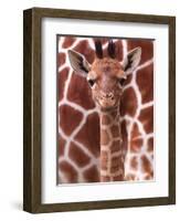 A Three Week Old Baby Giraffe at Whipsnade Wild Animal Park Pictured in Front of Its Mother-null-Framed Premium Photographic Print