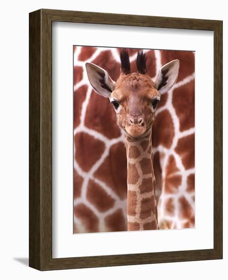 A Three Week Old Baby Giraffe at Whipsnade Wild Animal Park Pictured in Front of Its Mother-null-Framed Premium Photographic Print