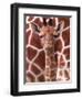 A Three Week Old Baby Giraffe at Whipsnade Wild Animal Park Pictured in Front of Its Mother-null-Framed Premium Photographic Print