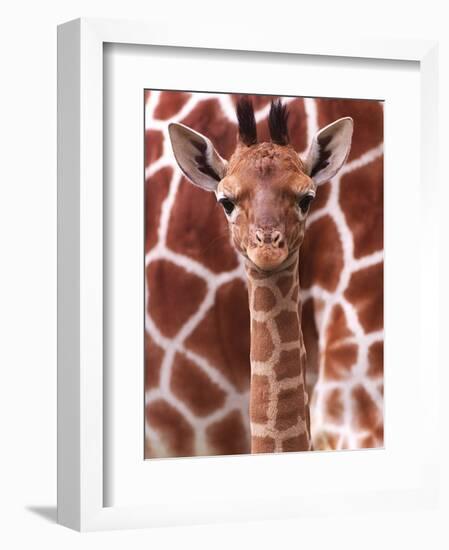 A Three Week Old Baby Giraffe at Whipsnade Wild Animal Park Pictured in Front of Its Mother-null-Framed Premium Photographic Print