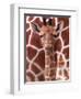 A Three Week Old Baby Giraffe at Whipsnade Wild Animal Park Pictured in Front of Its Mother-null-Framed Premium Photographic Print