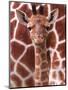 A Three Week Old Baby Giraffe at Whipsnade Wild Animal Park Pictured in Front of Its Mother-null-Mounted Premium Photographic Print