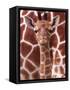 A Three Week Old Baby Giraffe at Whipsnade Wild Animal Park Pictured in Front of Its Mother-null-Framed Stretched Canvas