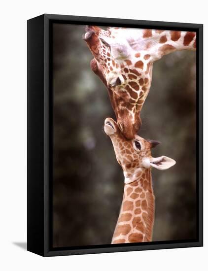 A Three Week Old Baby Giraffe with Its Mother at Whipsnade Zoo-null-Framed Stretched Canvas