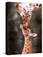 A Three Week Old Baby Giraffe with Its Mother at Whipsnade Zoo-null-Stretched Canvas