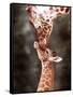 A Three Week Old Baby Giraffe with Its Mother at Whipsnade Zoo-null-Framed Stretched Canvas