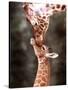 A Three Week Old Baby Giraffe with Its Mother at Whipsnade Zoo-null-Stretched Canvas