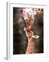 A Three Week Old Baby Giraffe with Its Mother at Whipsnade Zoo-null-Framed Premium Photographic Print