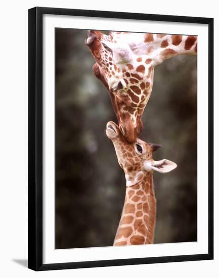 A Three Week Old Baby Giraffe with Its Mother at Whipsnade Zoo-null-Framed Premium Photographic Print