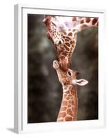 A Three Week Old Baby Giraffe with Its Mother at Whipsnade Zoo-null-Framed Premium Photographic Print