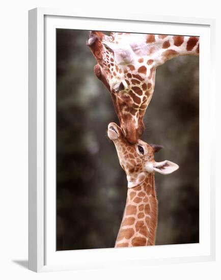 A Three Week Old Baby Giraffe with Its Mother at Whipsnade Zoo-null-Framed Premium Photographic Print