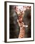 A Three Week Old Baby Giraffe with Its Mother at Whipsnade Zoo-null-Framed Premium Photographic Print