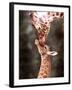 A Three Week Old Baby Giraffe with Its Mother at Whipsnade Zoo-null-Framed Premium Photographic Print