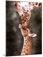 A Three Week Old Baby Giraffe with Its Mother at Whipsnade Zoo-null-Mounted Premium Photographic Print