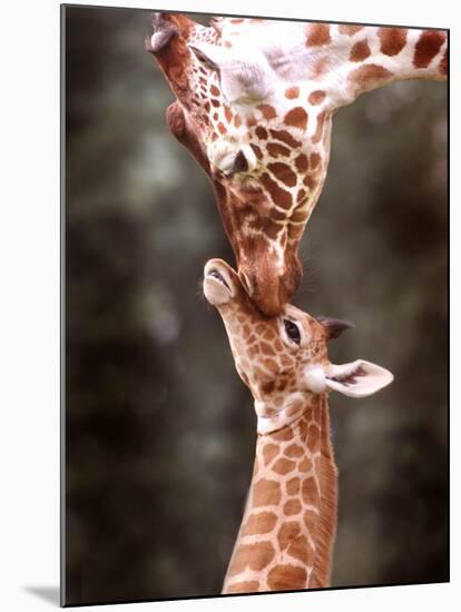 A Three Week Old Baby Giraffe with Its Mother at Whipsnade Zoo-null-Mounted Premium Photographic Print