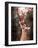 A Three Week Old Baby Giraffe with Its Mother at Whipsnade Zoo-null-Framed Photographic Print