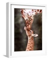 A Three Week Old Baby Giraffe with Its Mother at Whipsnade Zoo-null-Framed Photographic Print