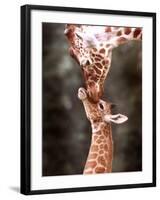 A Three Week Old Baby Giraffe with Its Mother at Whipsnade Zoo-null-Framed Photographic Print
