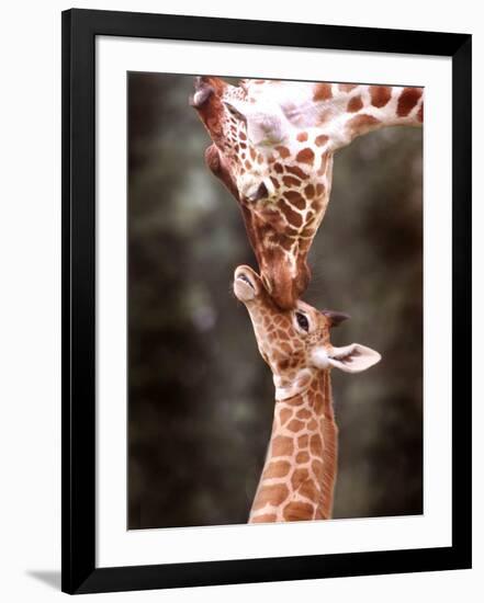 A Three Week Old Baby Giraffe with Its Mother at Whipsnade Zoo-null-Framed Photographic Print