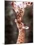 A Three Week Old Baby Giraffe with Its Mother at Whipsnade Zoo-null-Mounted Photographic Print