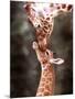 A Three Week Old Baby Giraffe with Its Mother at Whipsnade Zoo-null-Mounted Photographic Print