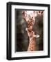 A Three Week Old Baby Giraffe with Its Mother at Whipsnade Zoo-null-Framed Premium Photographic Print