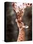 A Three Week Old Baby Giraffe with Its Mother at Whipsnade Zoo-null-Stretched Canvas
