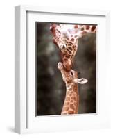 A Three Week Old Baby Giraffe with Its Mother at Whipsnade Zoo-null-Framed Photographic Print