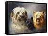 A Tibetan, a Cairn and a Silky Terrier-Lilian Cheviot-Framed Stretched Canvas