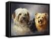 A Tibetan, a Cairn and a Silky Terrier-Lilian Cheviot-Framed Stretched Canvas