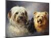 A Tibetan, a Cairn and a Silky Terrier-Lilian Cheviot-Mounted Premium Giclee Print