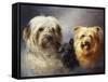 A Tibetan, a Cairn and a Silky Terrier-Lilian Cheviot-Framed Stretched Canvas