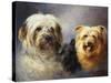 A Tibetan, a Cairn and a Silky Terrier-Lilian Cheviot-Stretched Canvas