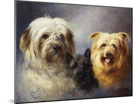 A Tibetan, a Cairn and a Silky Terrier-Lilian Cheviot-Mounted Giclee Print