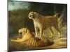 A Tiger and Tigress at the Exeter 'Change Menagerie in 1808, 1808-Jacques-Laurent Agasse-Mounted Giclee Print