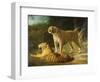 A Tiger and Tigress at the Exeter 'Change Menagerie in 1808, 1808-Jacques-Laurent Agasse-Framed Premium Giclee Print